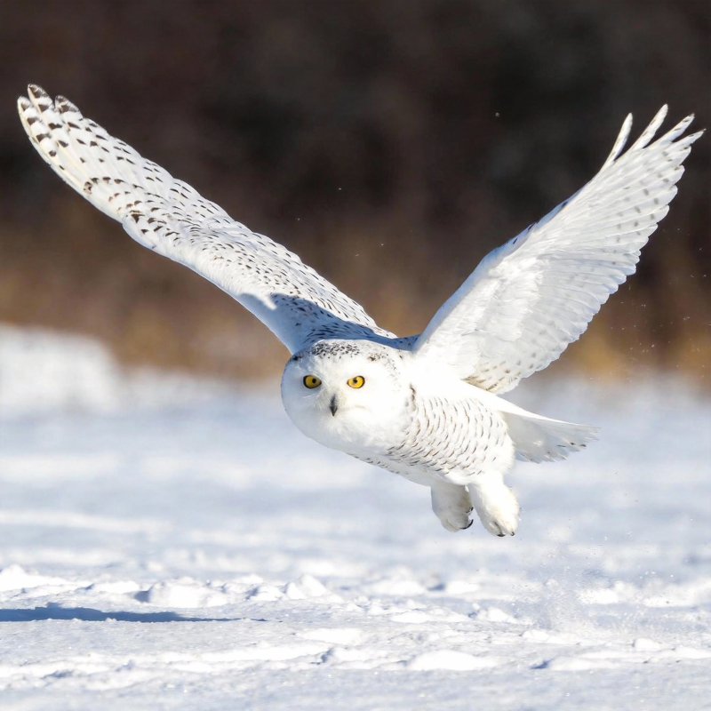 雪鸮翱翔雪原图片