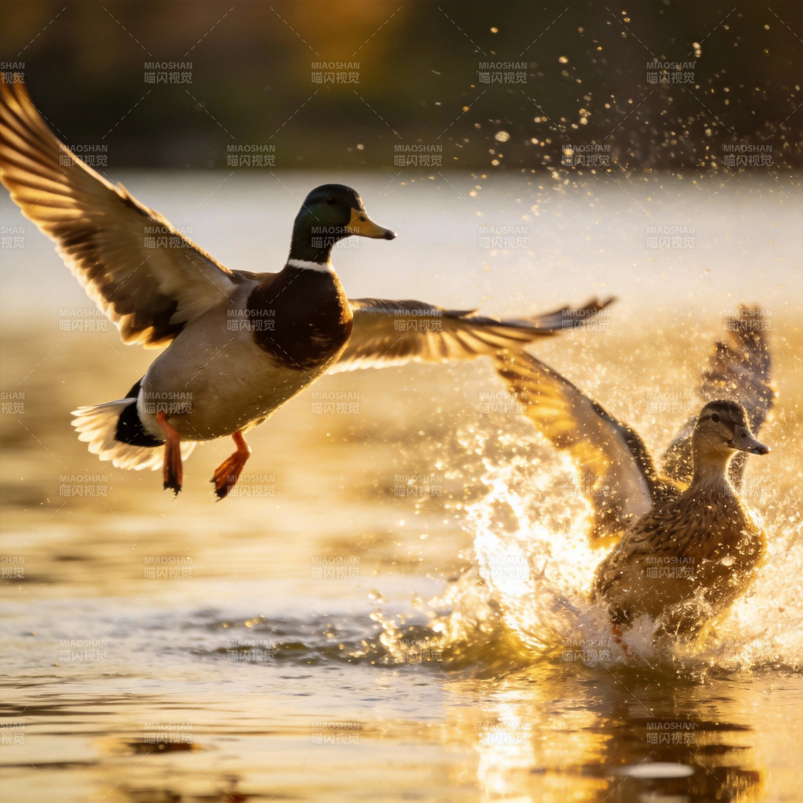 鸭子起飞瞬间图片