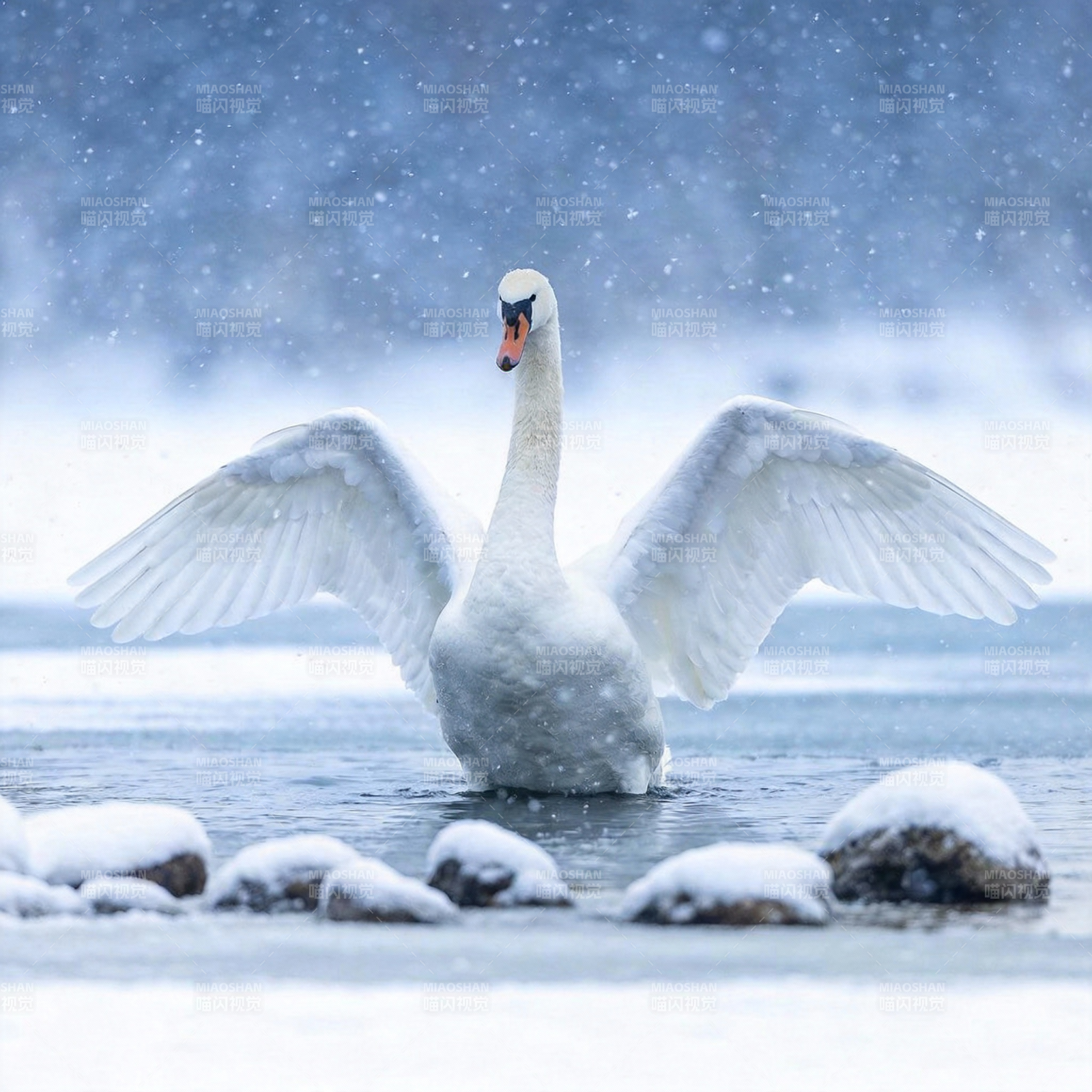 雪中天鹅展翅图片