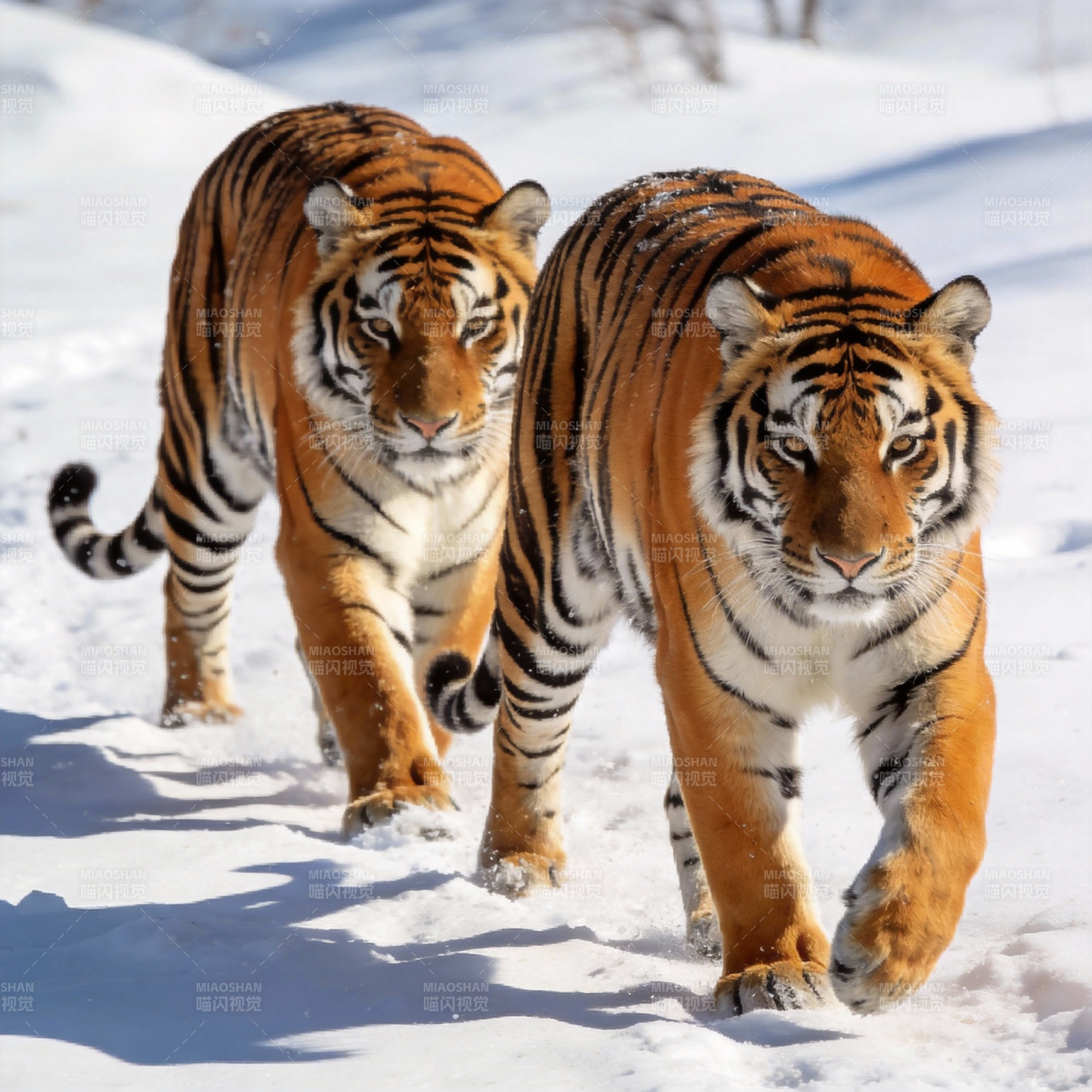 雪地双虎行图片