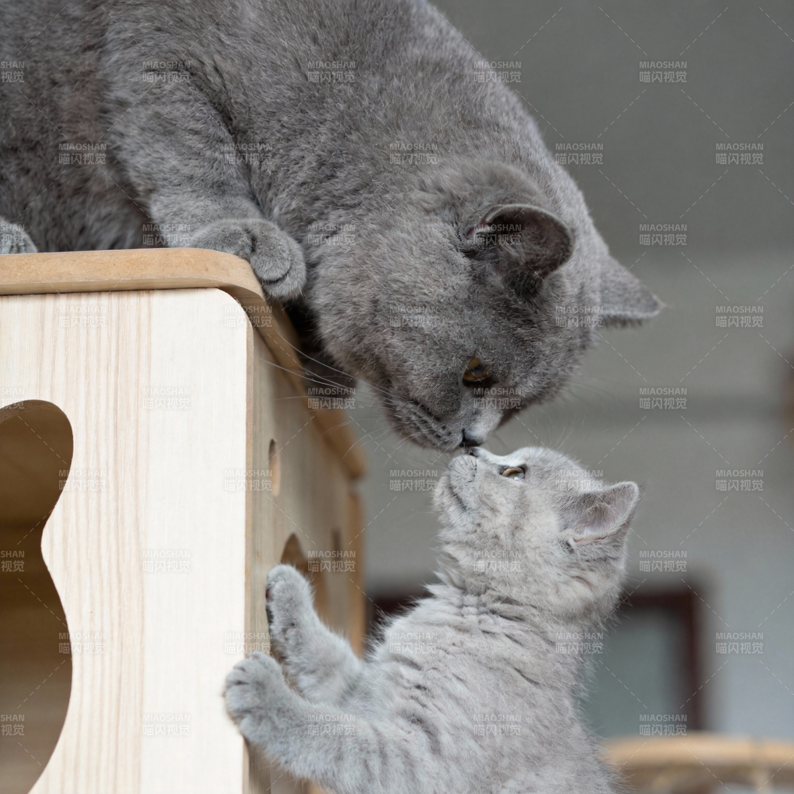 母猫亲吻小猫图片