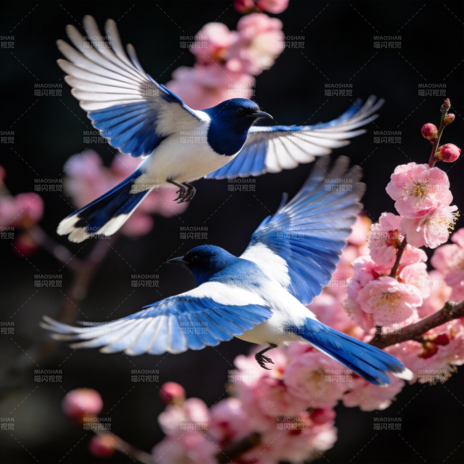 蓝鹊飞舞花间图片