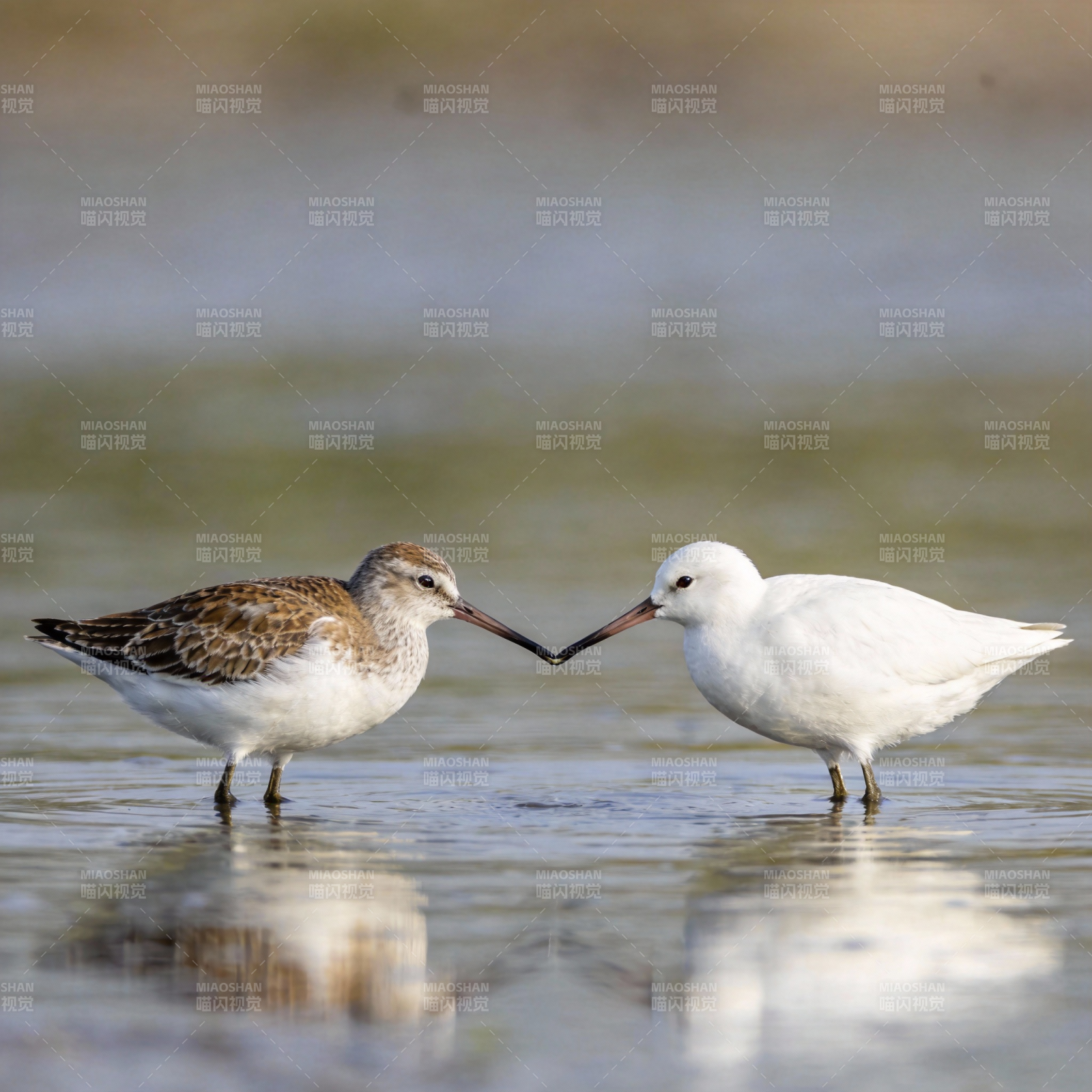 鹬鸟相依水边图片