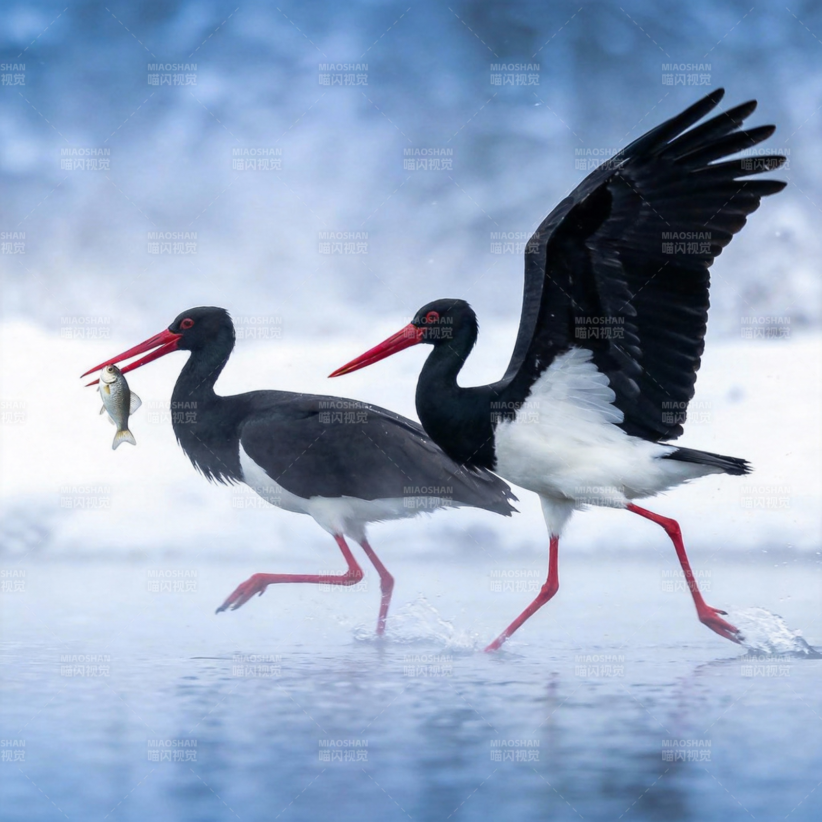 黑鹳捕鱼瞬间图片