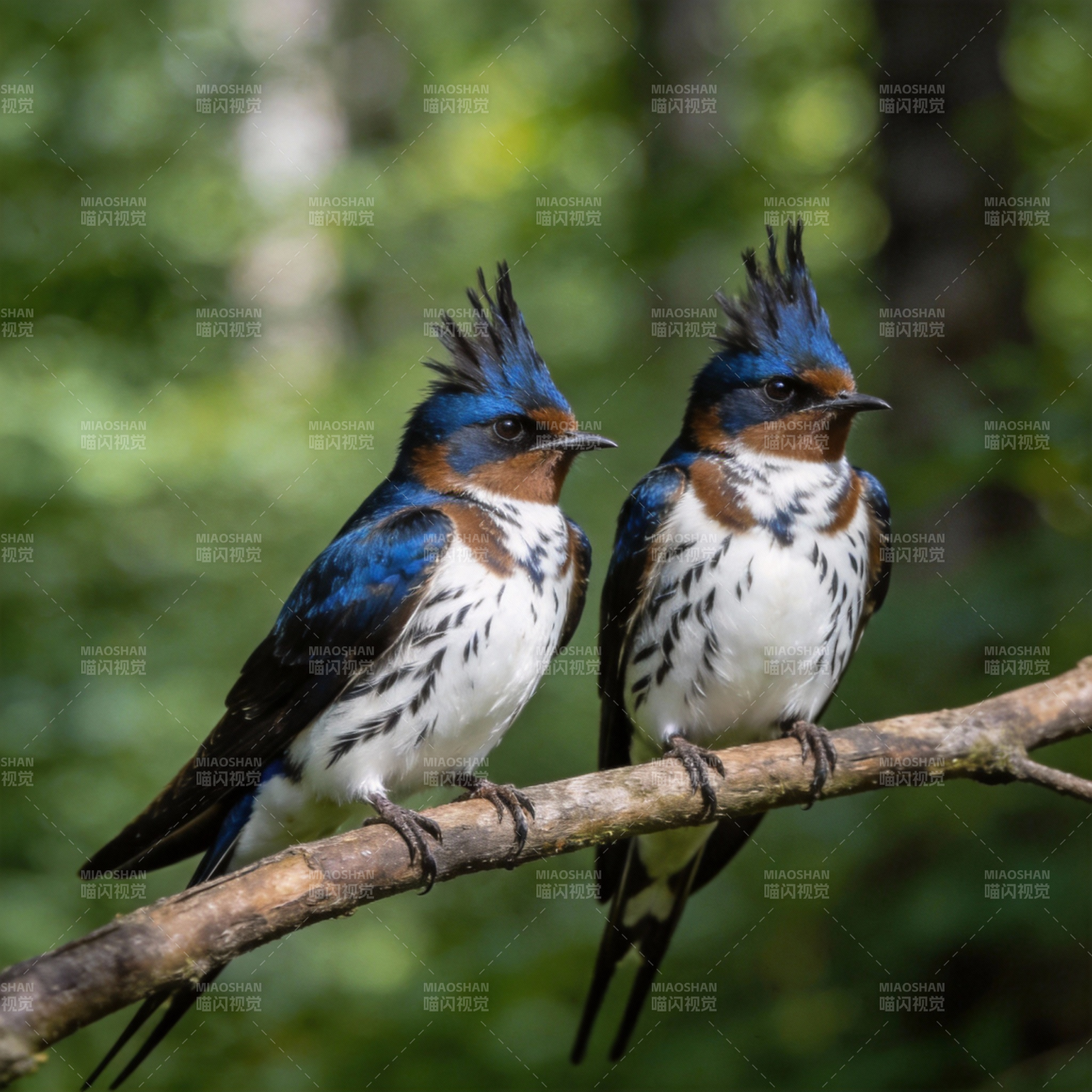 树燕双栖枝头图片