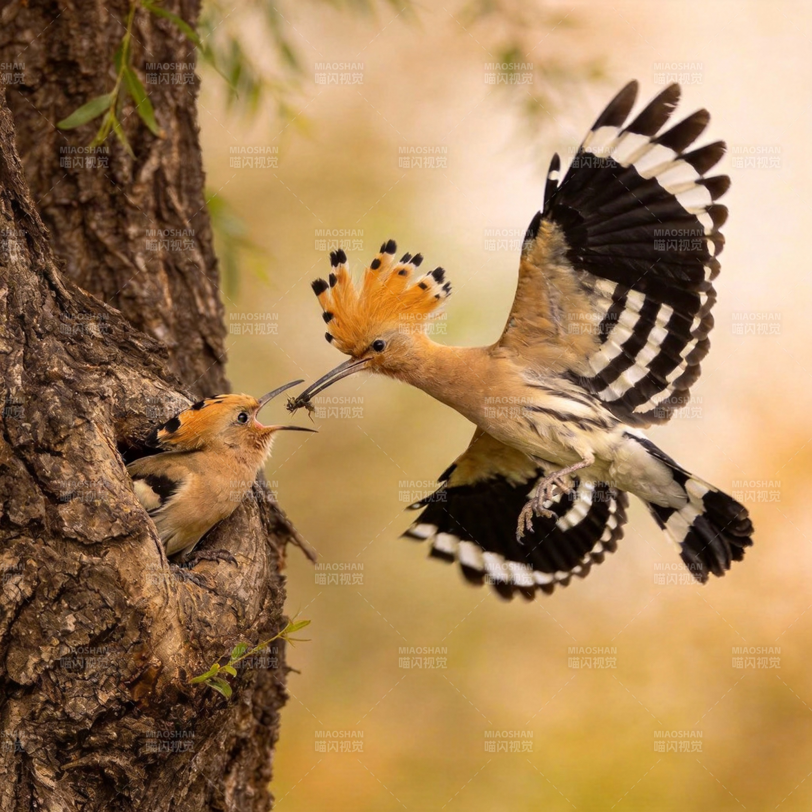 戴胜鸟喂雏图片