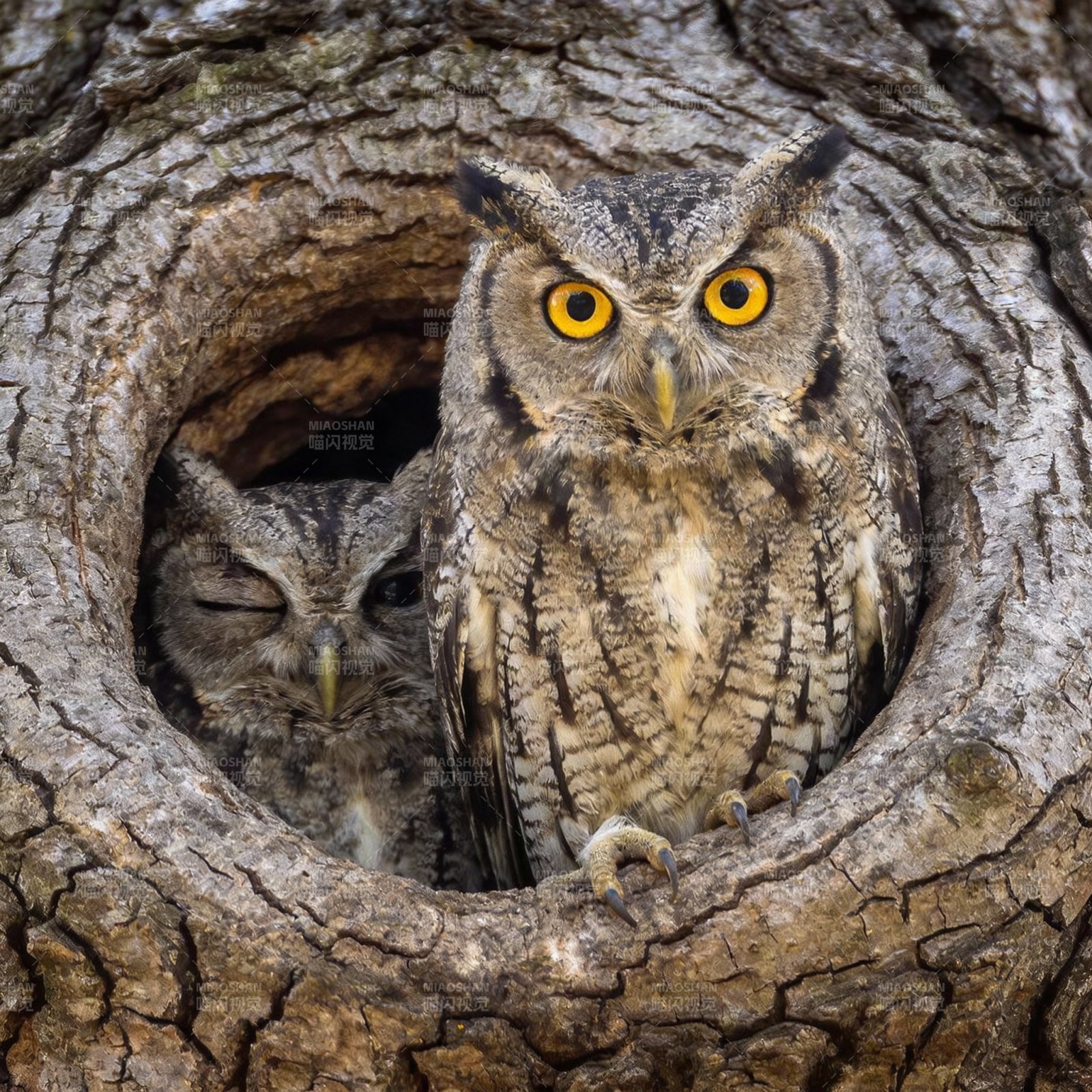 树洞里的猫头鹰图片