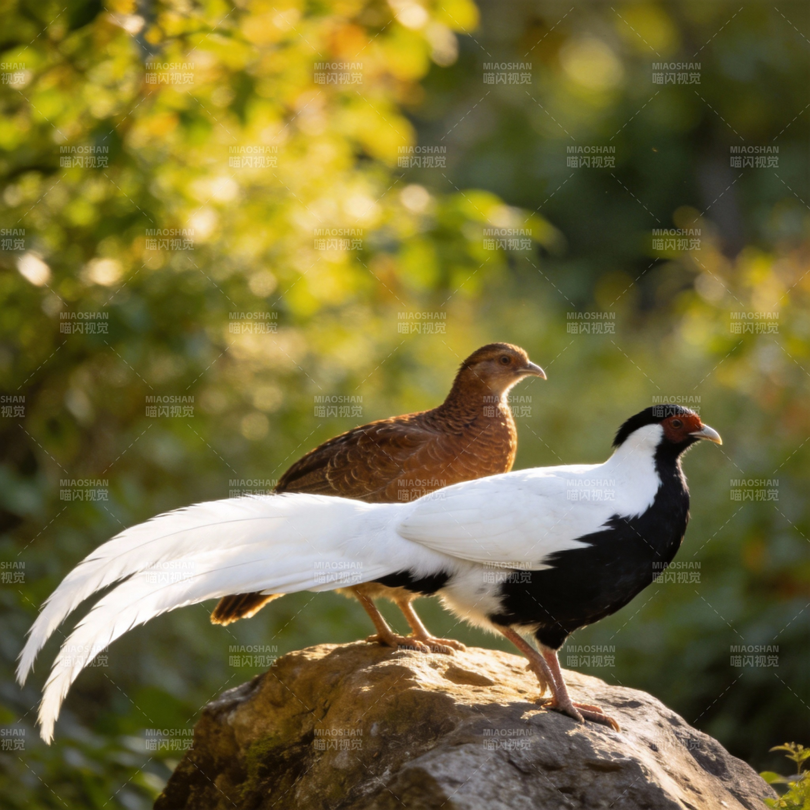 白鹇栖息岩石上图片
