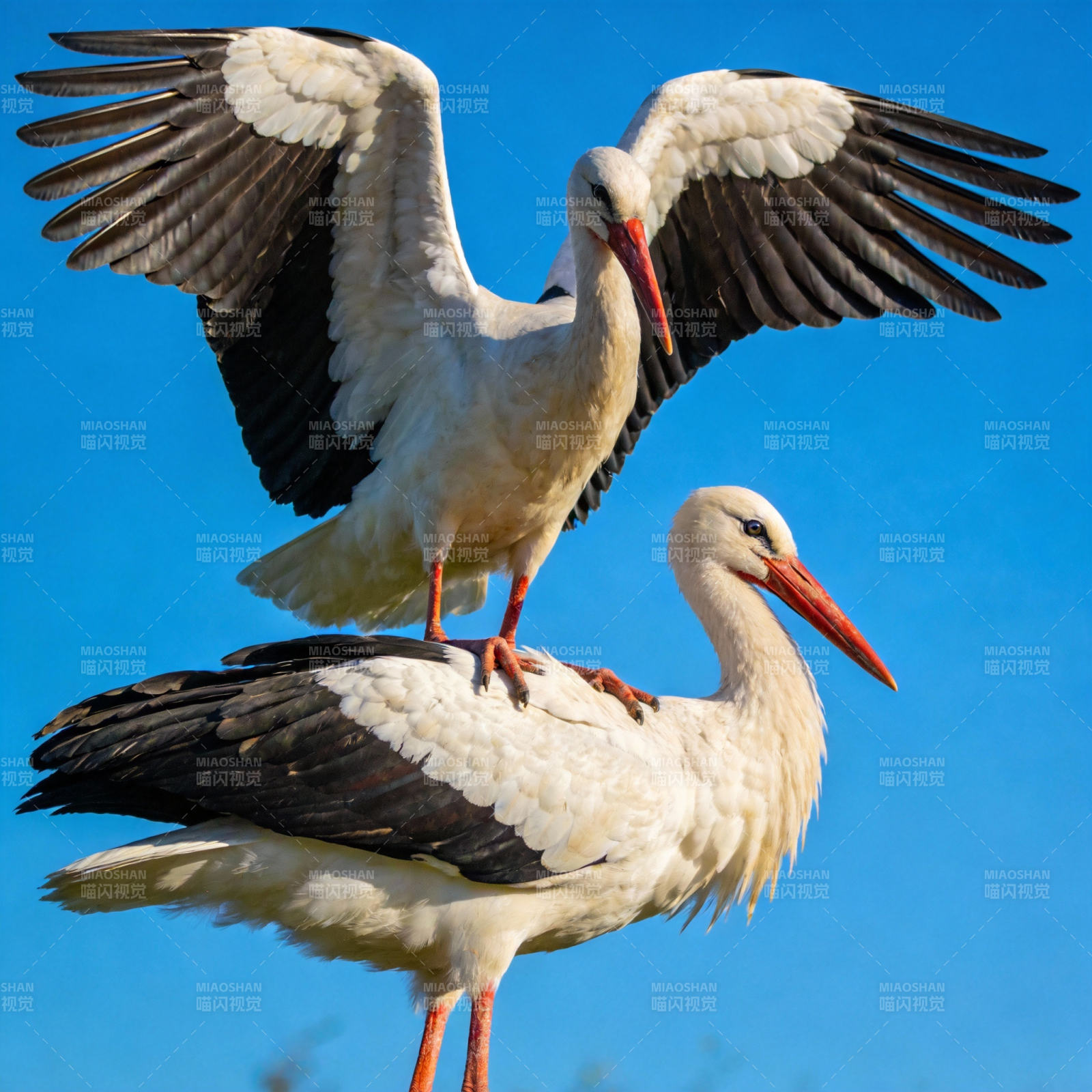 双鹳共舞蓝天图片