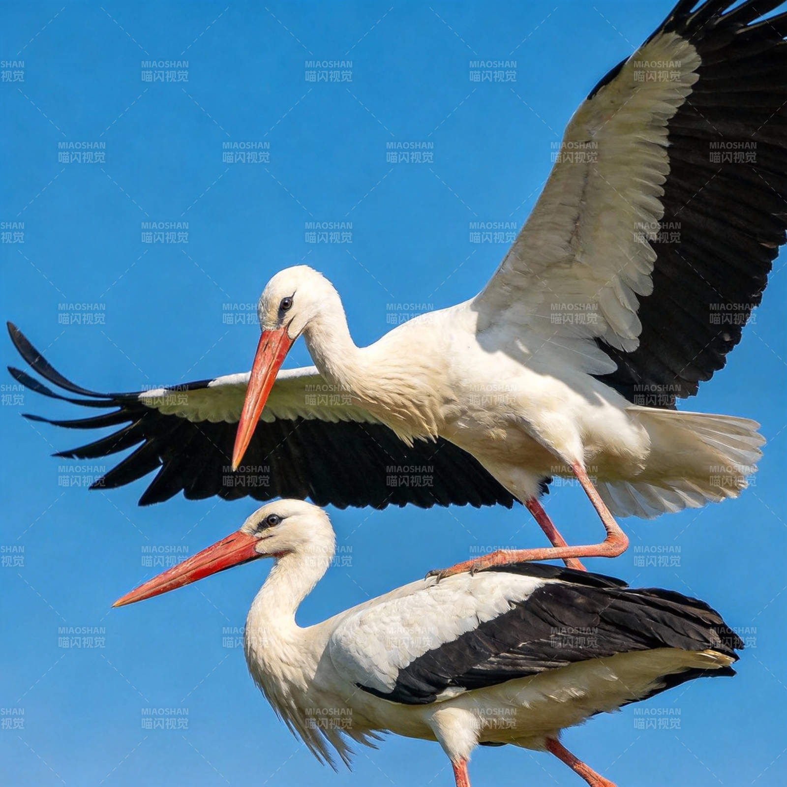 双鹳翱翔蓝天图片