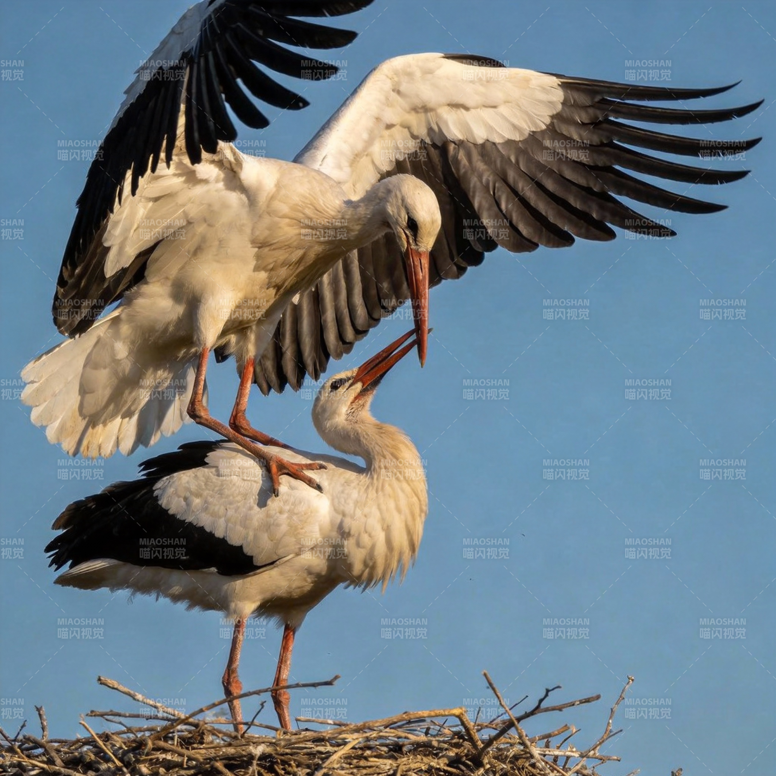 白鹳双飞共筑巢图片