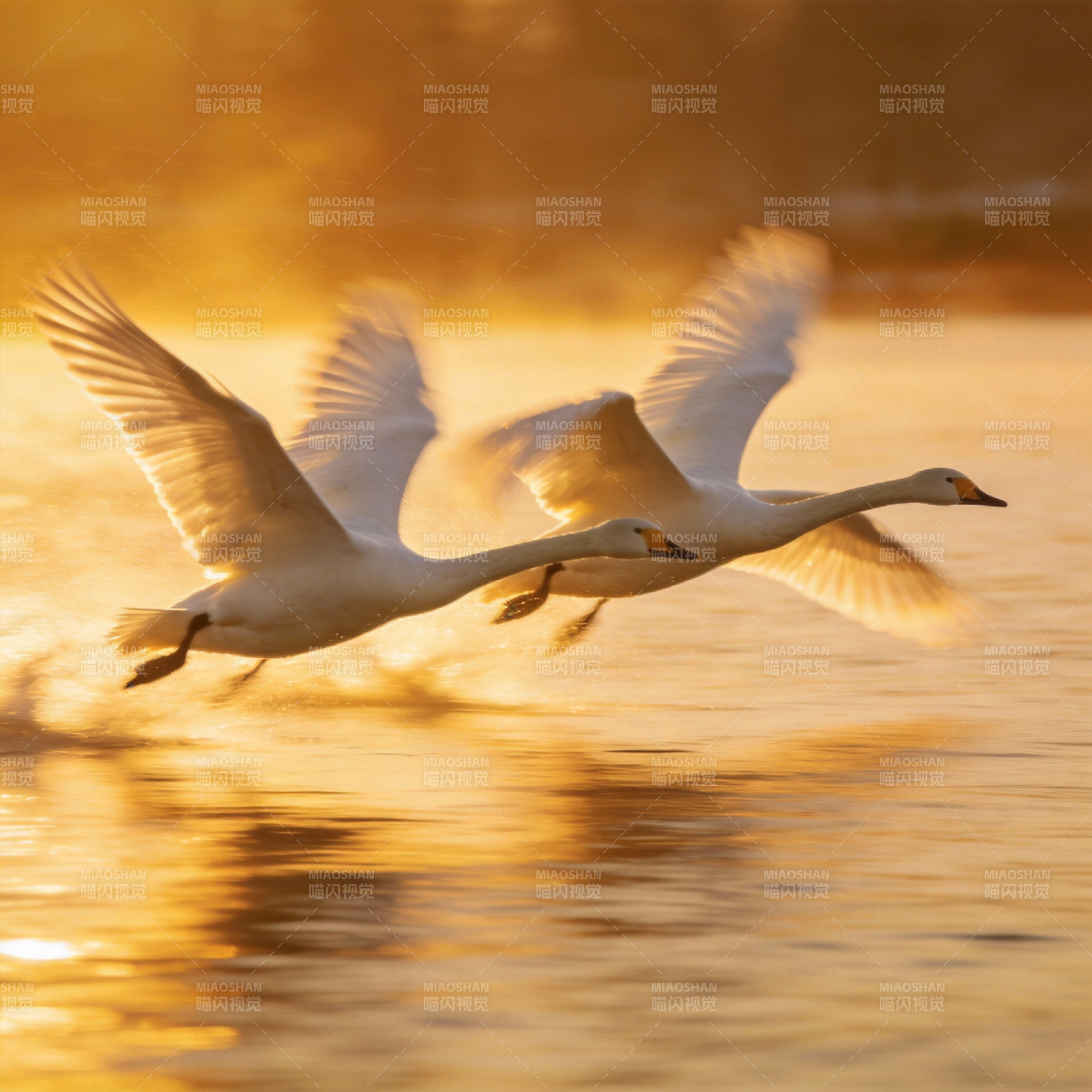 天鹅飞翔金色湖面图片