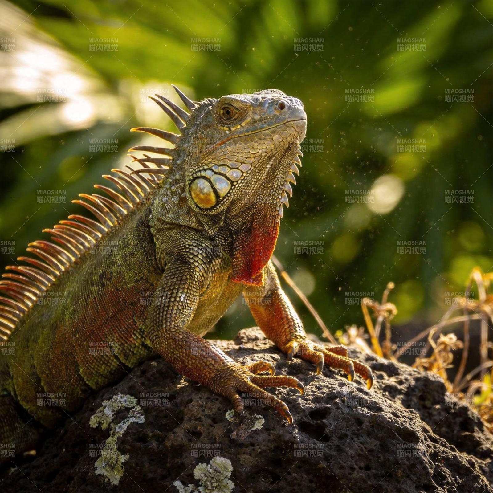 绿鬣蜥静卧岩石图片