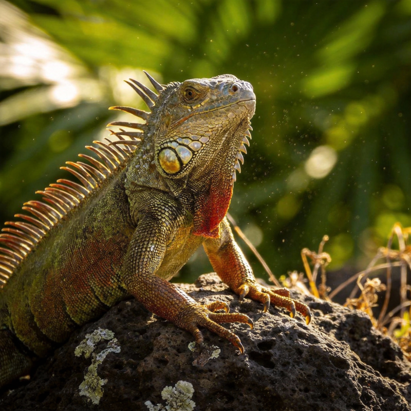 绿鬣蜥静卧岩石图片