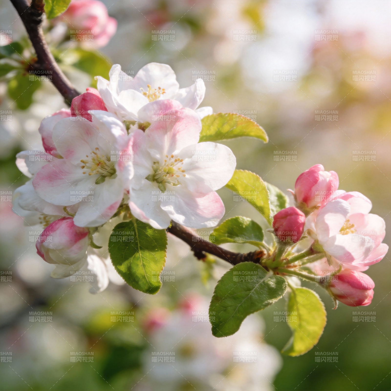 春日花枝绽放图片