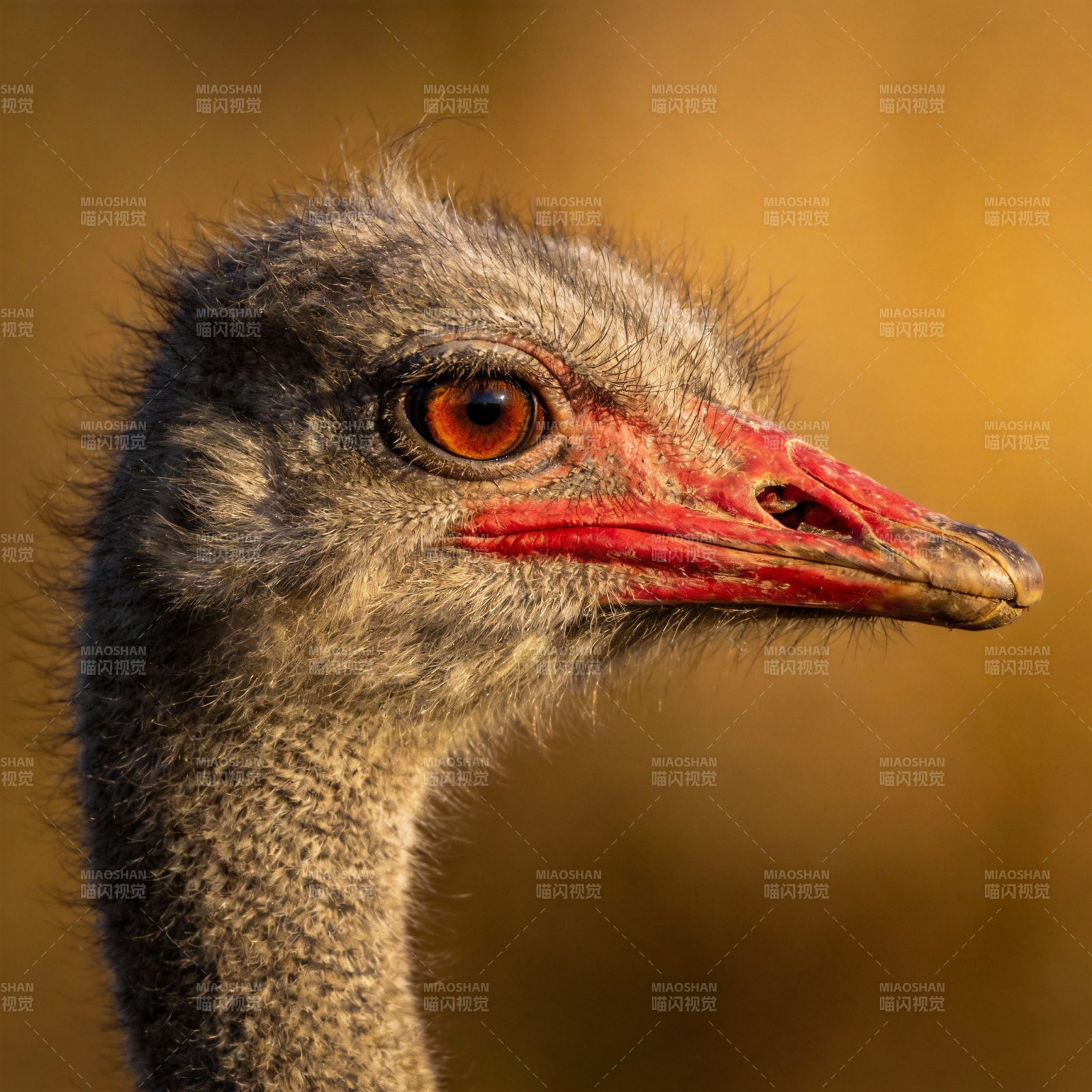鸵鸟特写图片