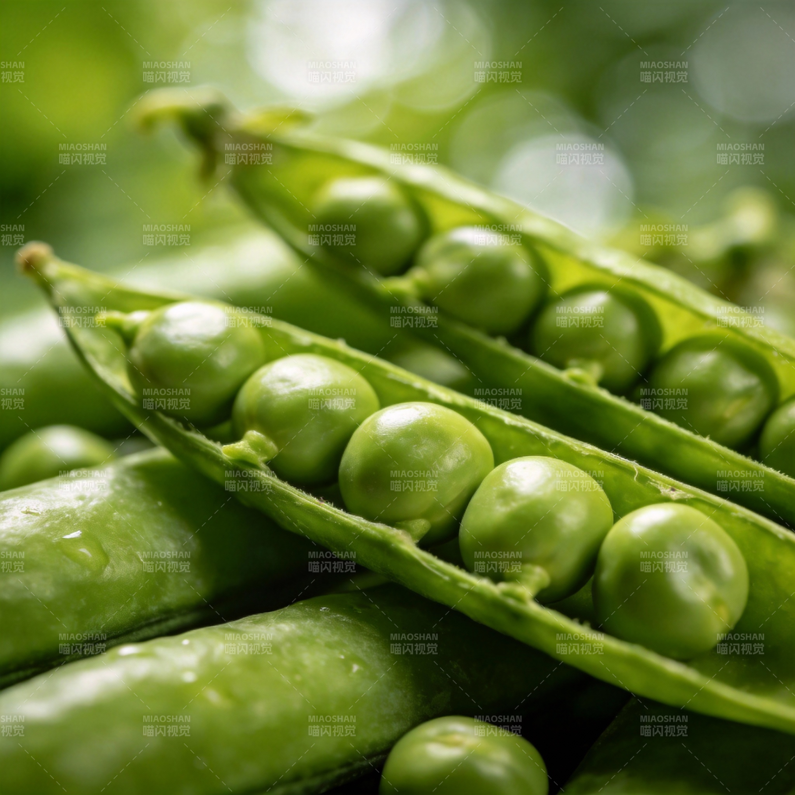 新鲜青豆荚图片