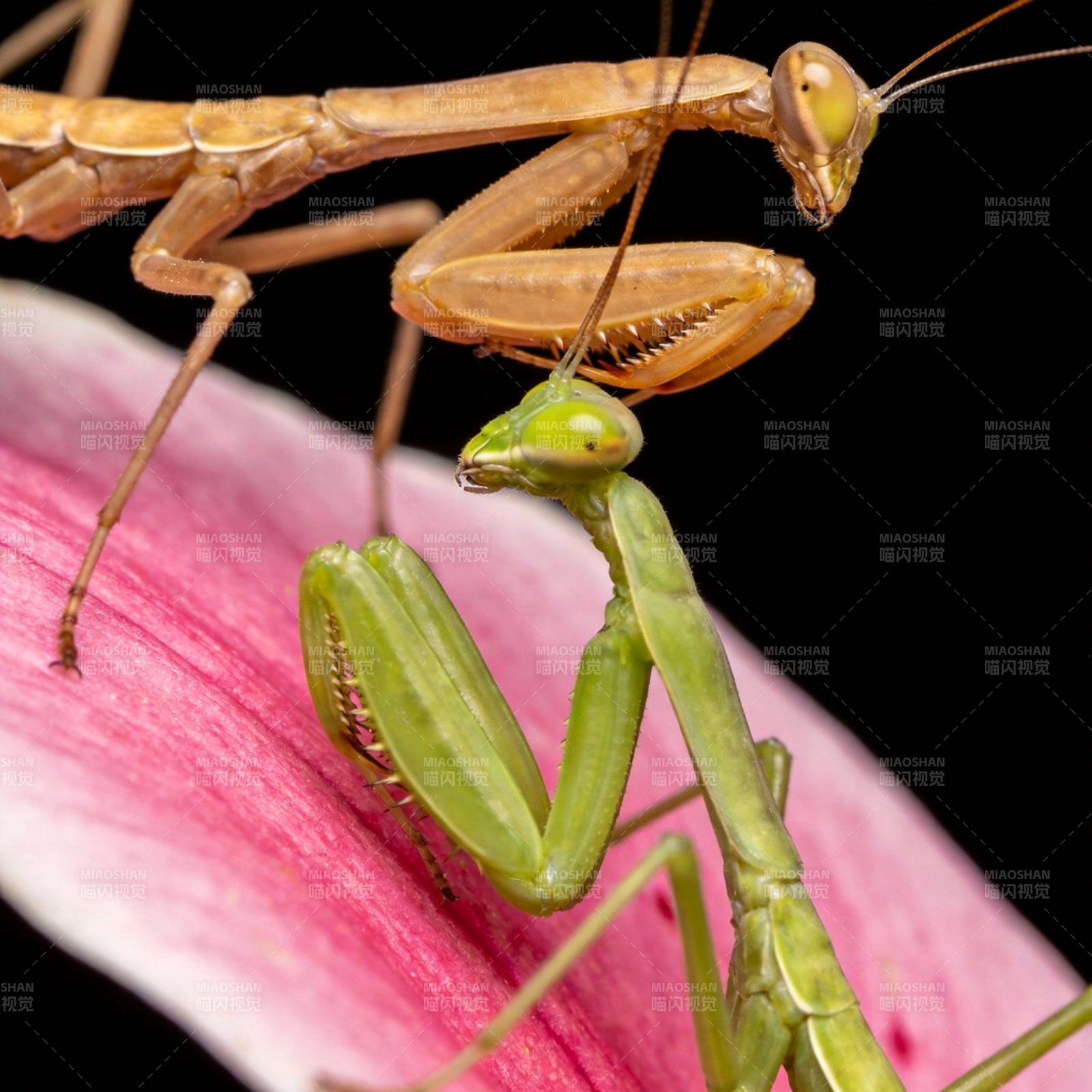 螳螂对峙花间图片