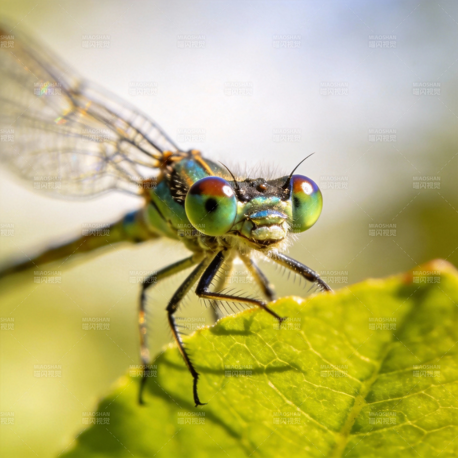 蜻蜓栖叶 碧眼凝光图片