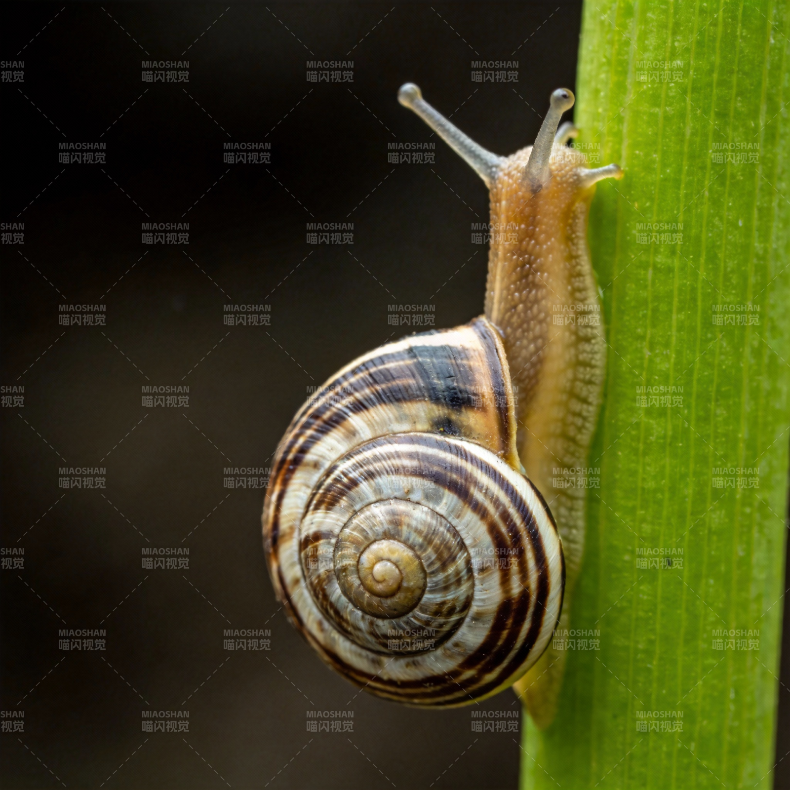 蜗牛攀爬绿叶图片