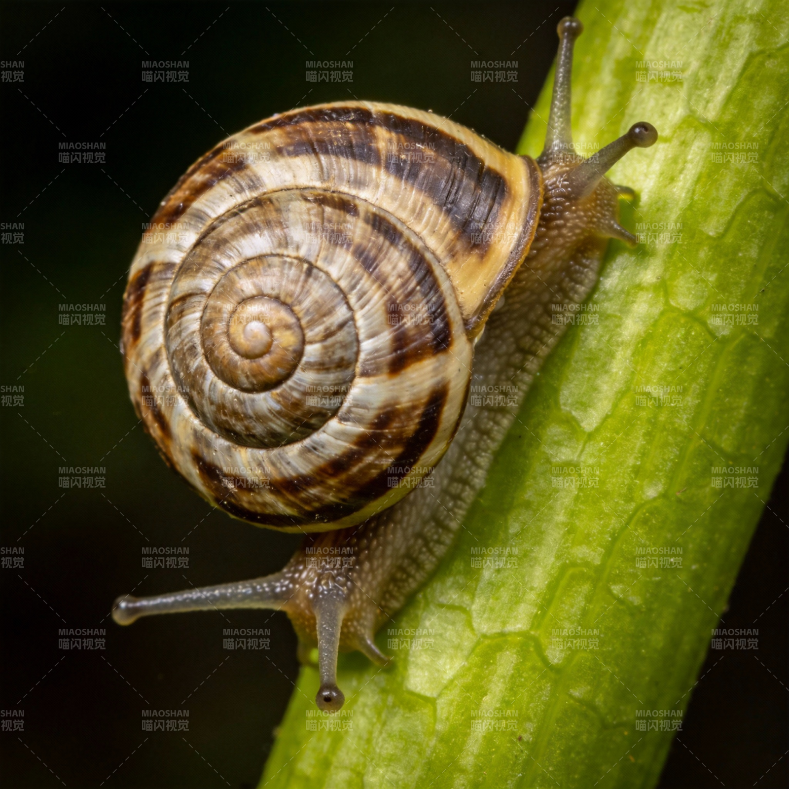 蜗牛攀爬绿茎图片