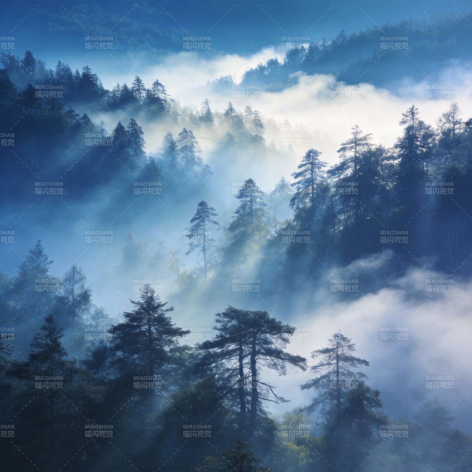 雾锁松林晨曦图片