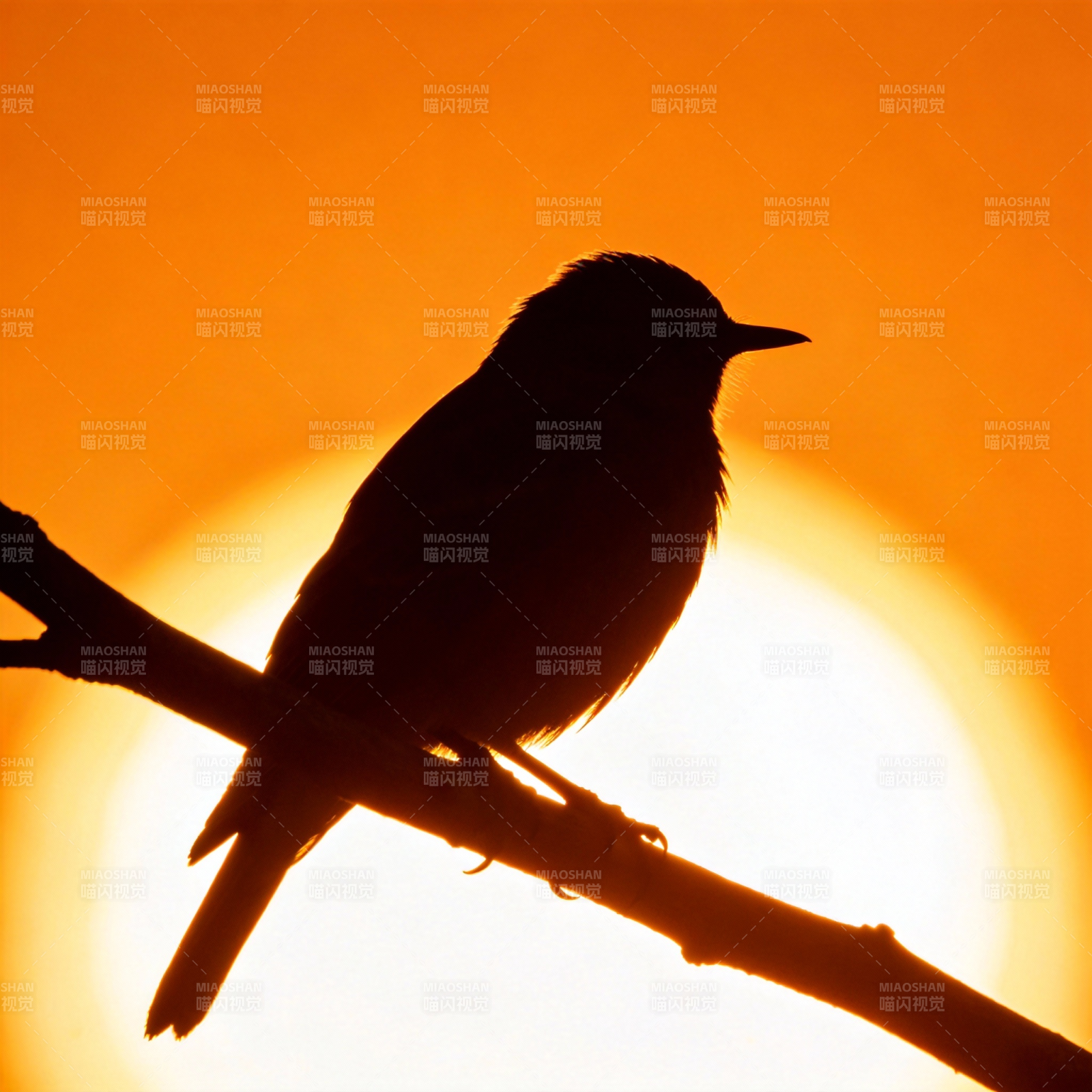 夕阳鸟影图片