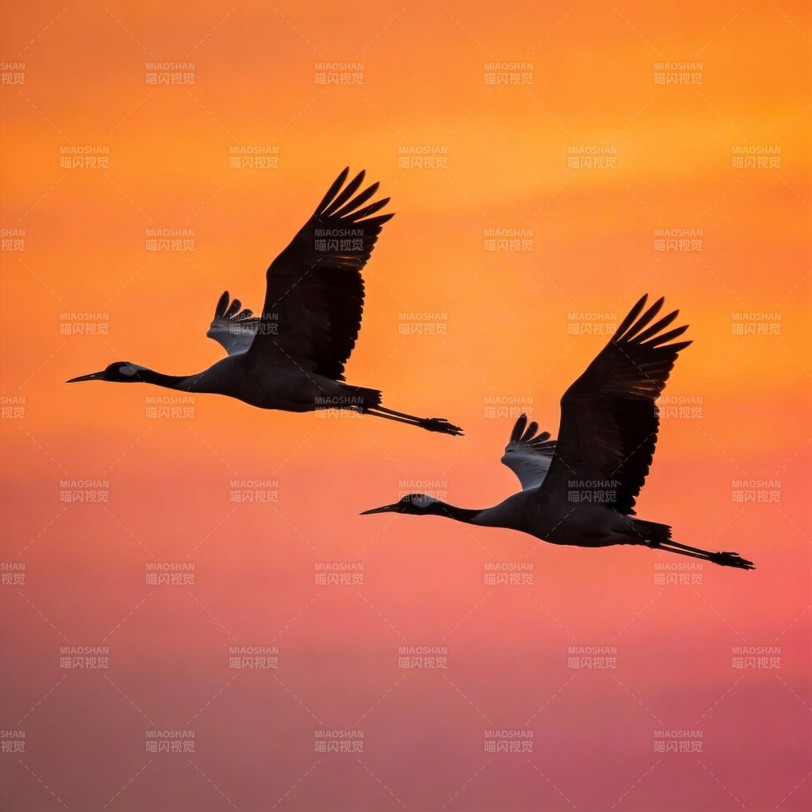 双鹤凌空 霞光映影图片