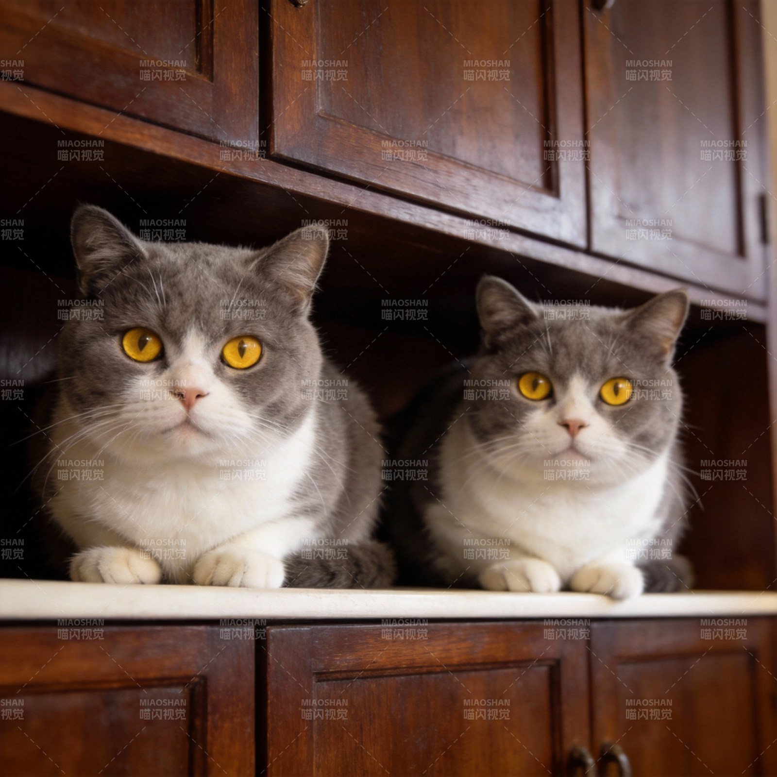 双猫对视图片