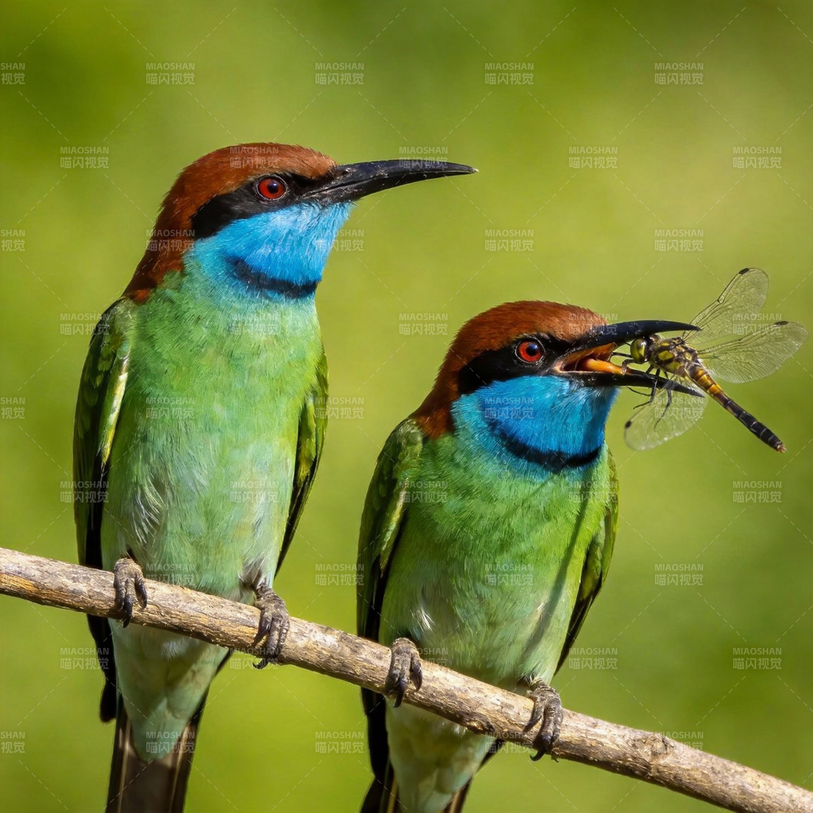 蜂虎捕食蜻蜓图片