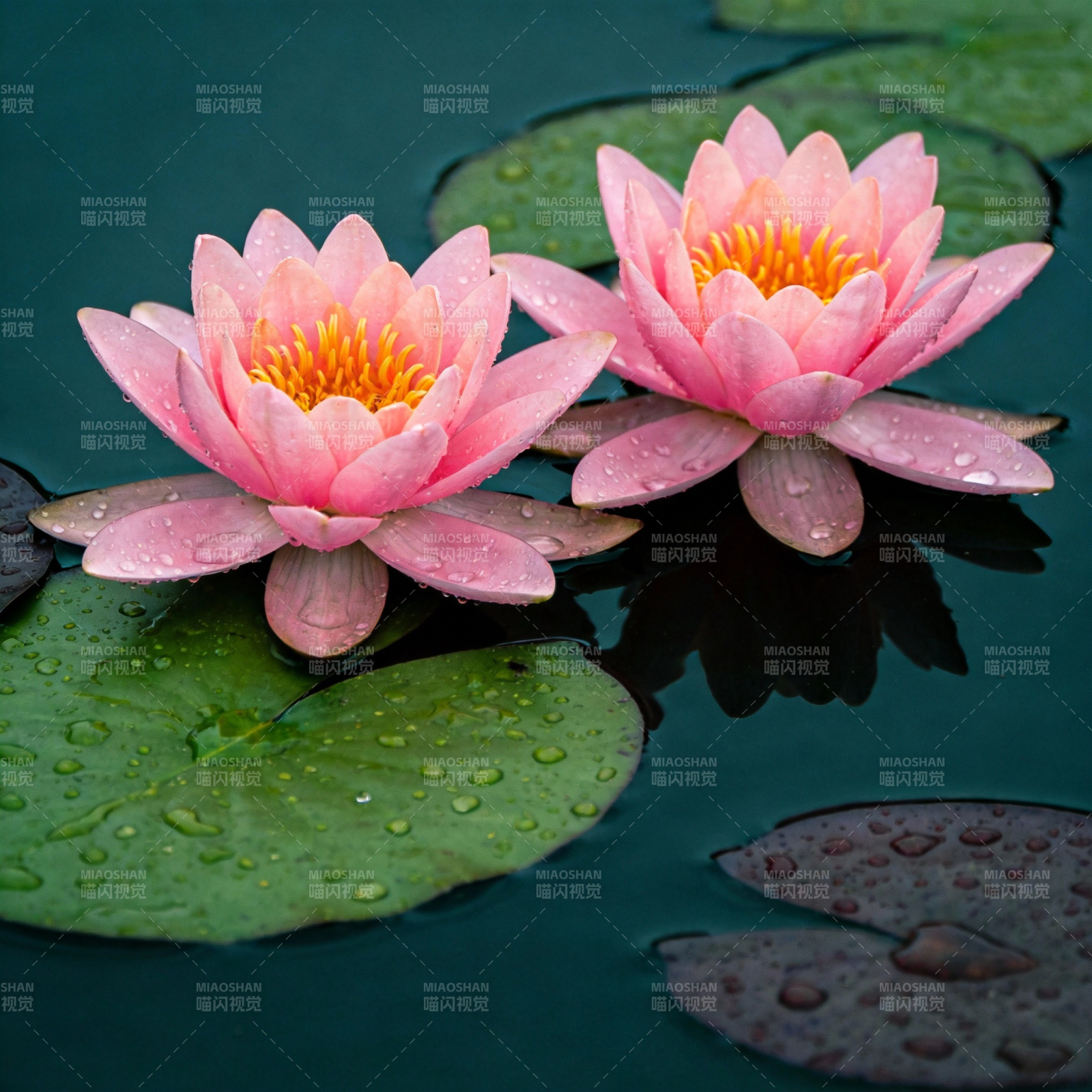 粉莲静绽水中央图片