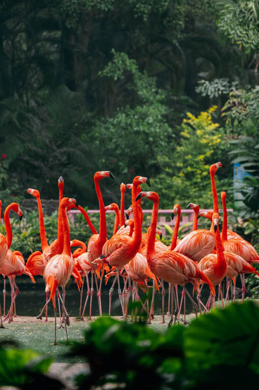 火烈鸟群图片