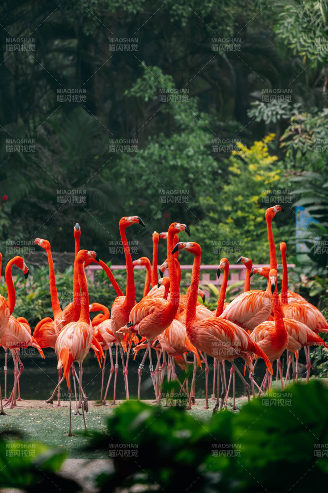 火烈鸟群图片