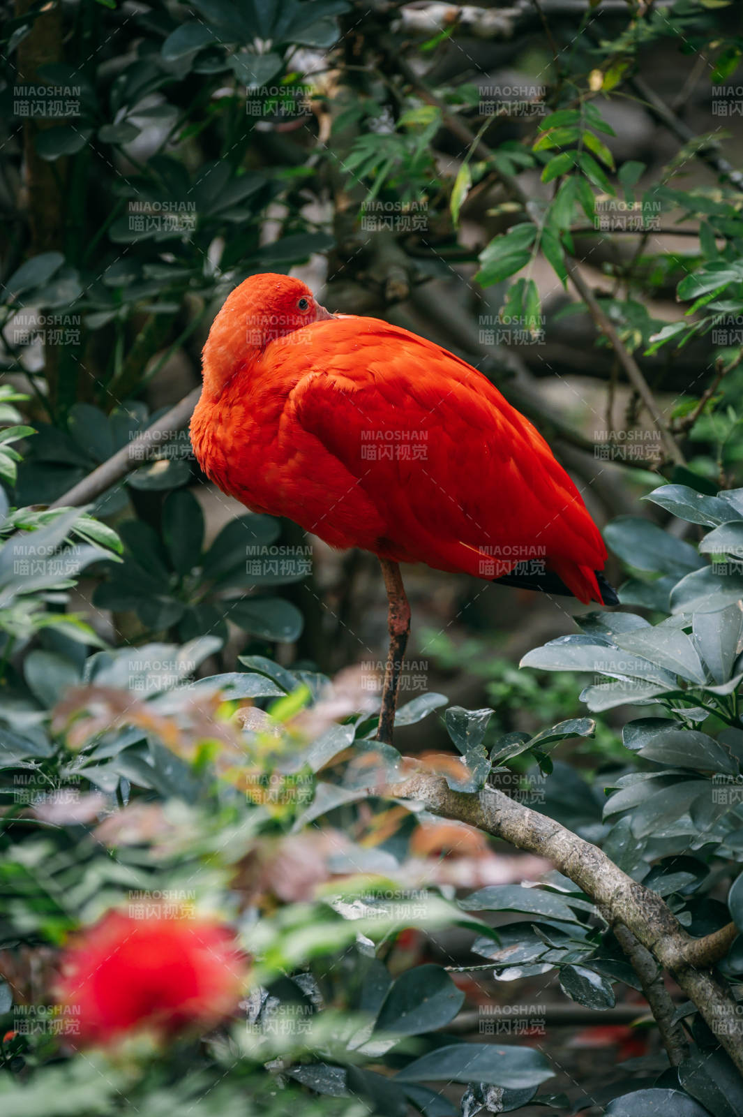 红鹮栖枝图片