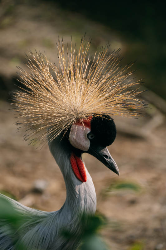 东非冠鹤特写图片