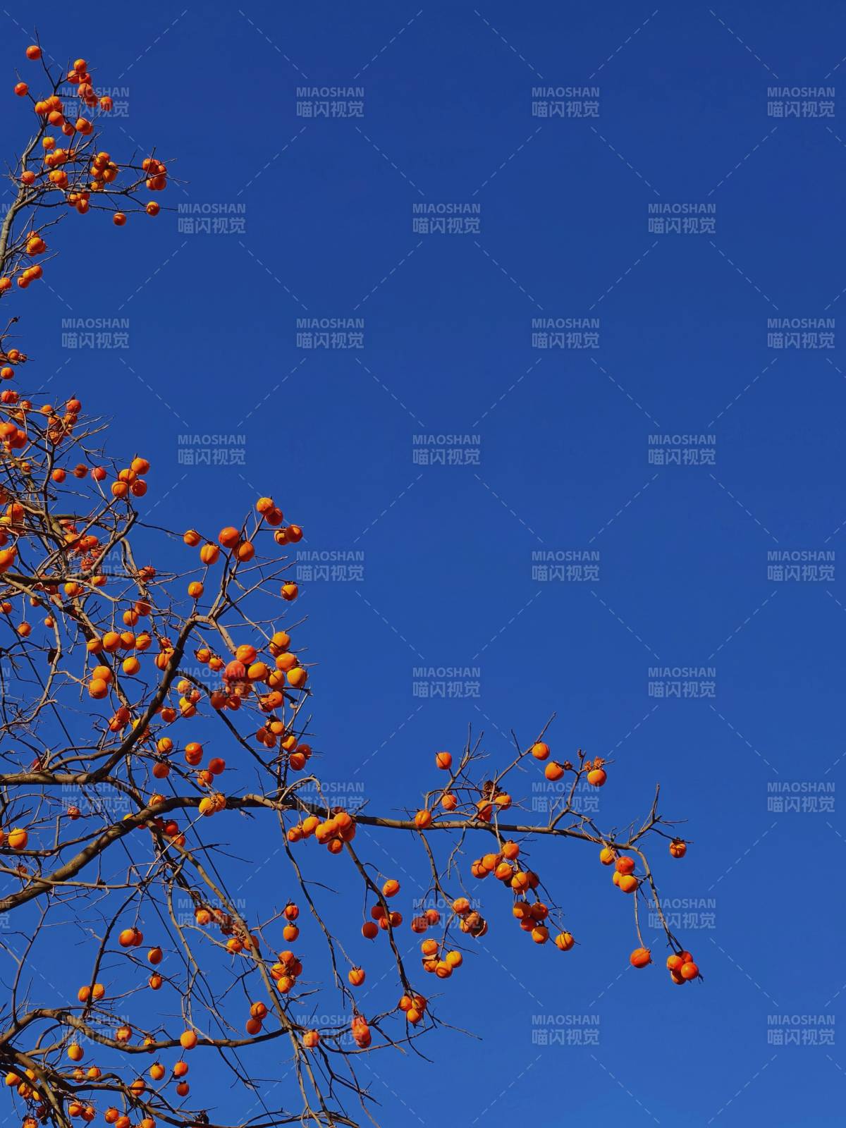 柿子挂枝头图片