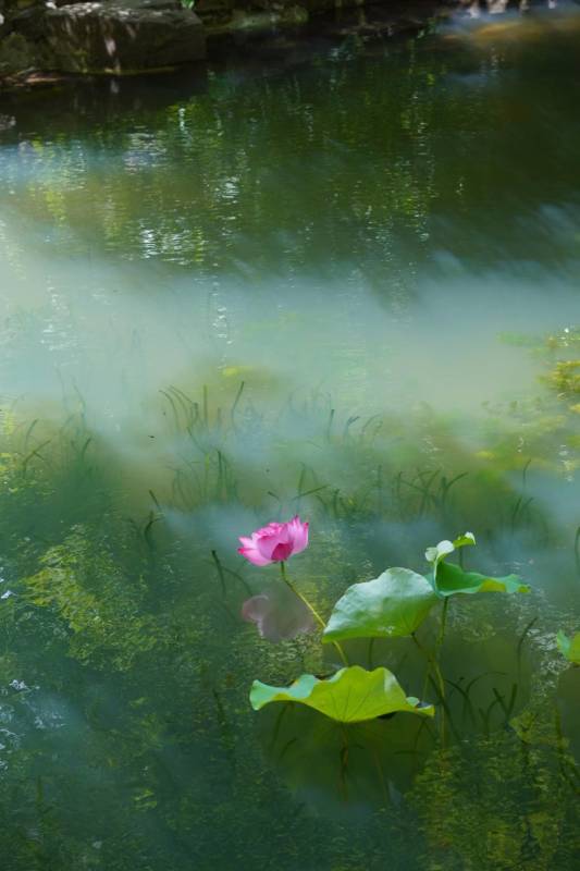 西安莲湖公园池塘莲花静谧绽放图片