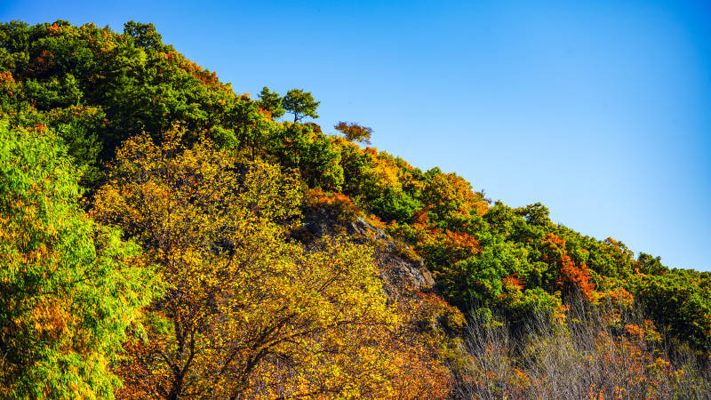 赤峰美林谷秋山彩林映蓝天图片
