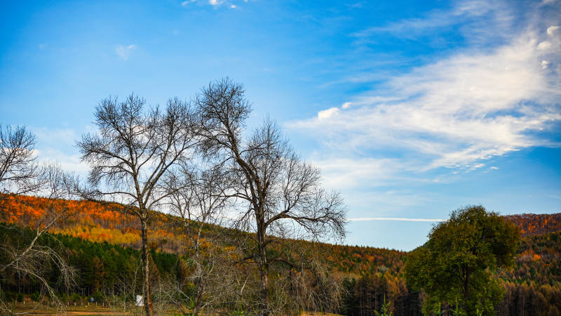 乌兰布统秋山林影图片