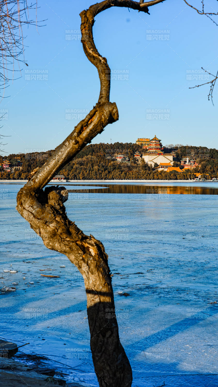冬湖古树映楼阁图片