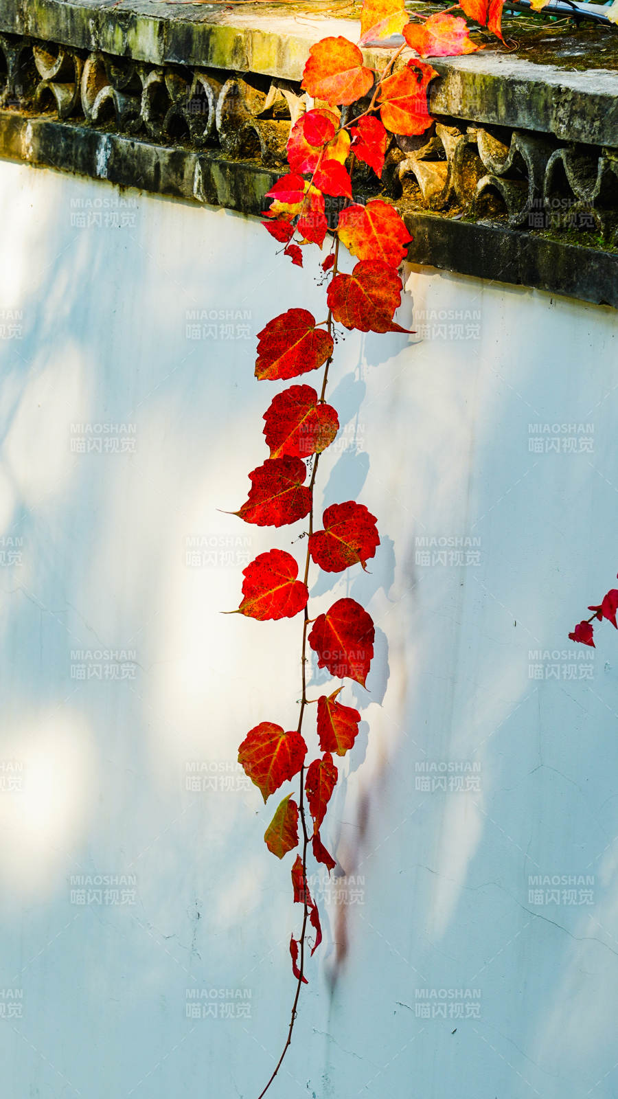 秋叶垂墙图片