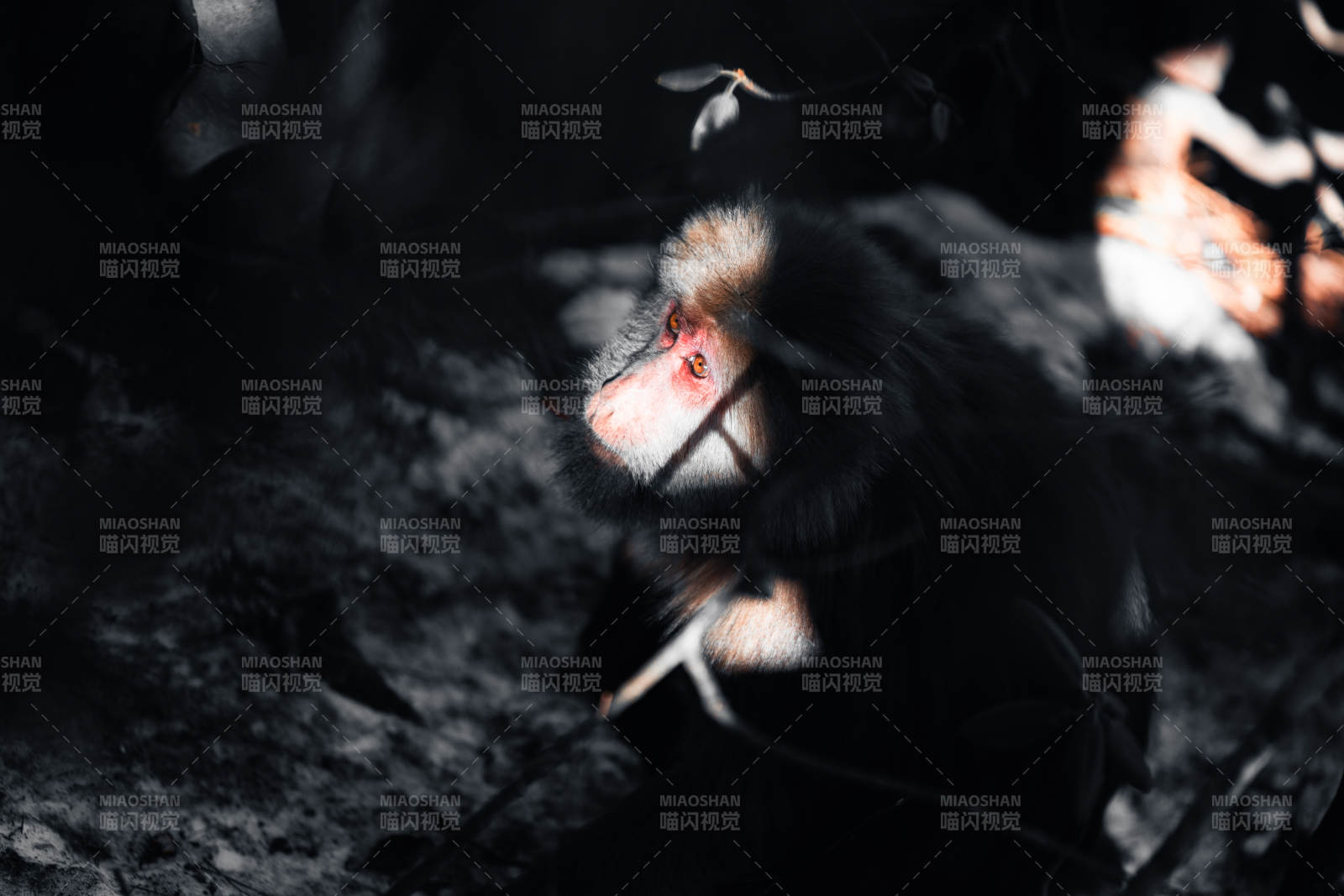 夜色中的猴子图片