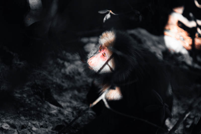 夜色中的猴子图片