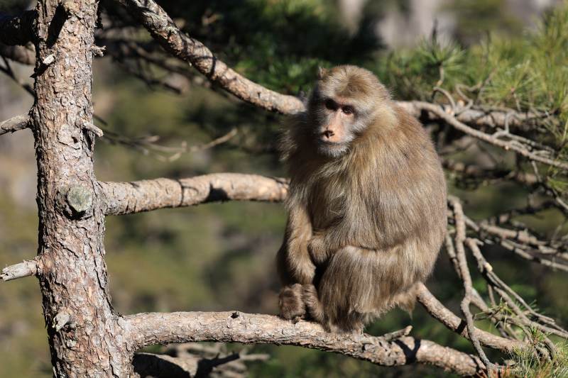 猴子栖息树梢图片