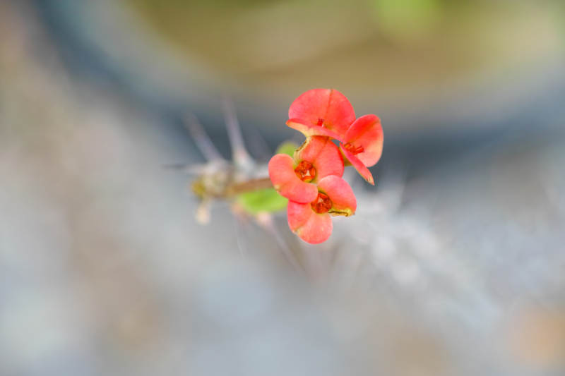 虎杖花绽放图片