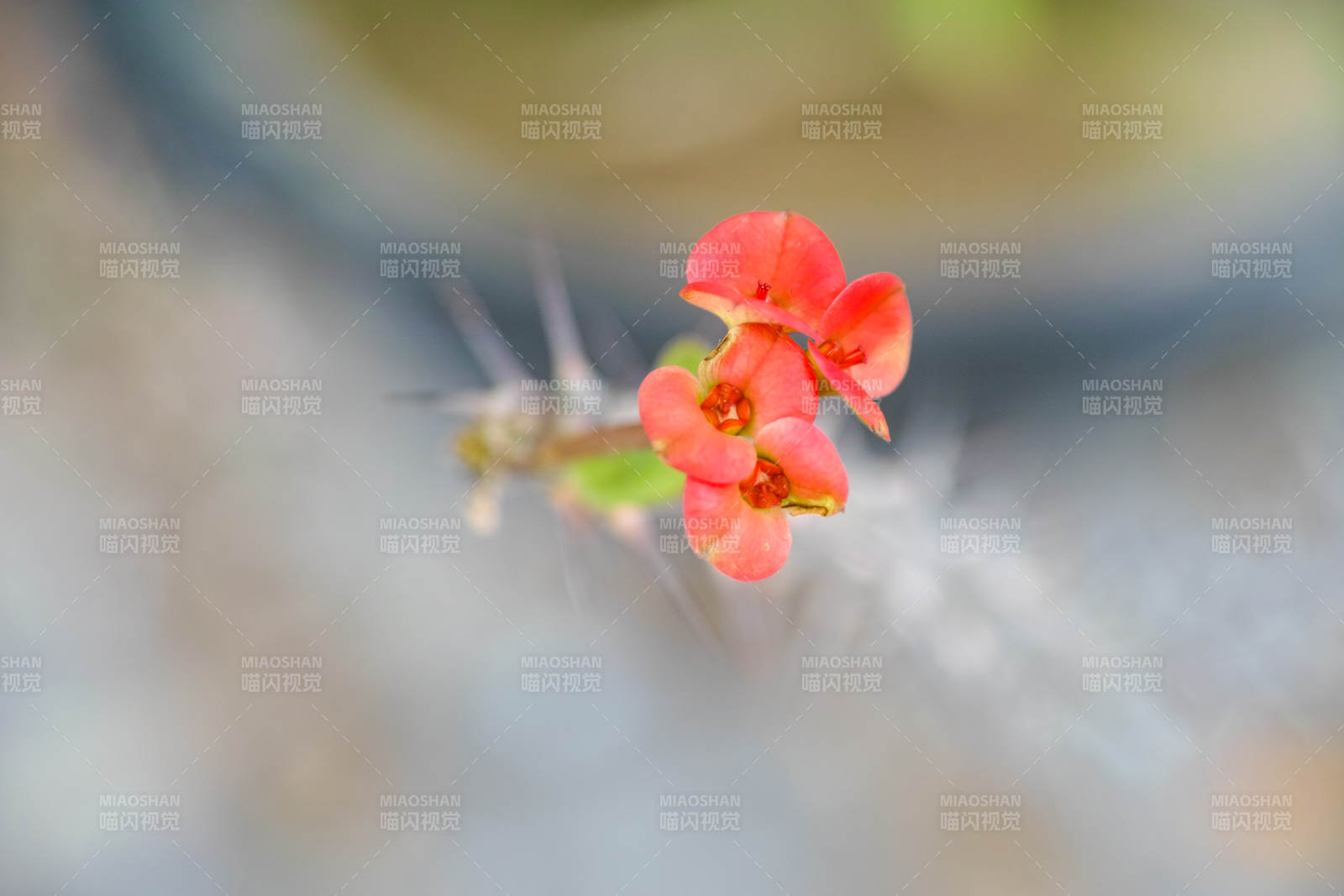 虎杖花绽放图片
