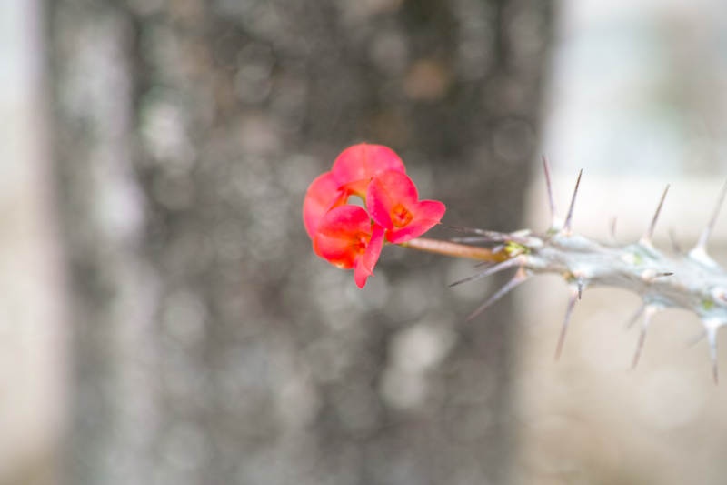 虎杖红花刺枝绽放图片