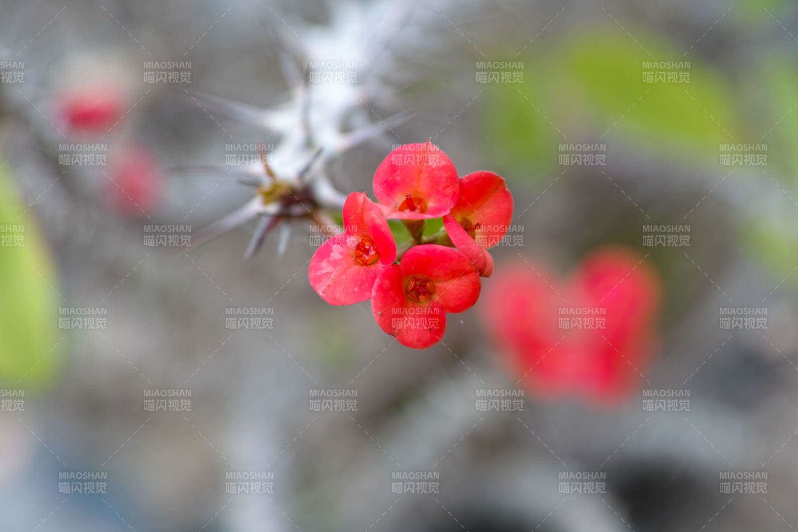 虎杖红花绽放枝头图片