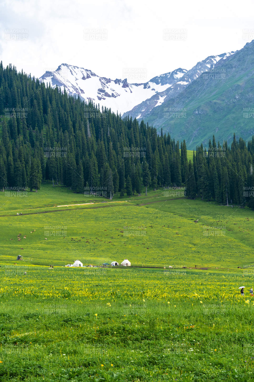 赛里木湖雪山绿野风光图片