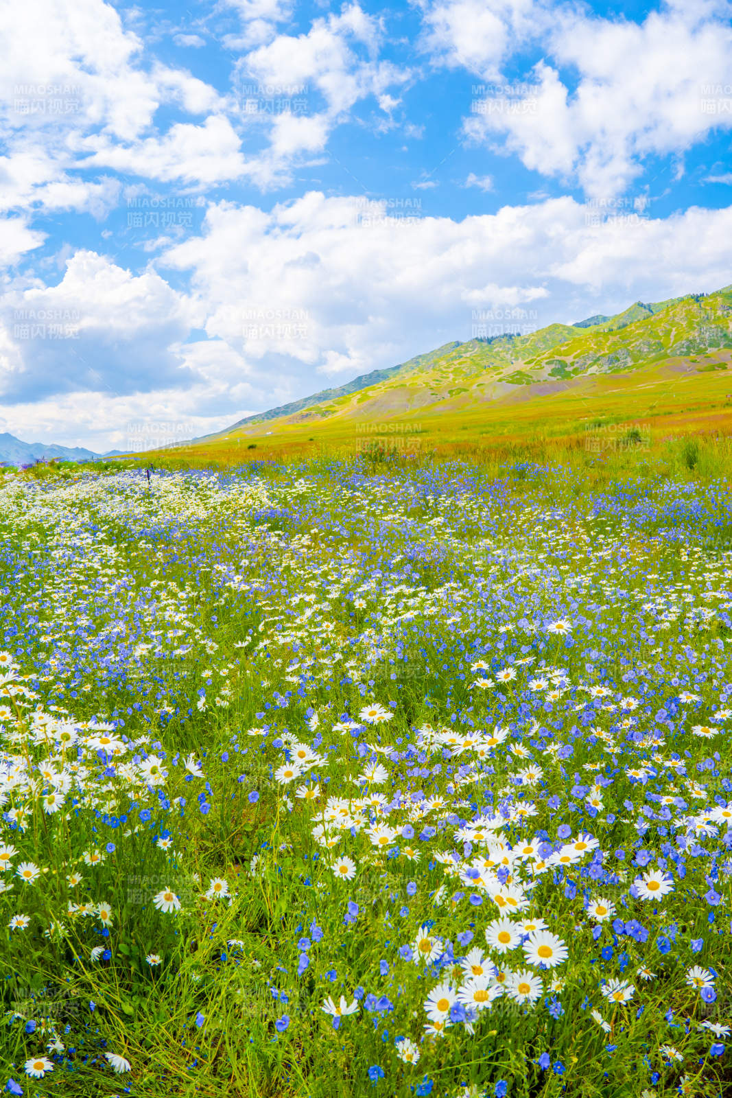 赛里木湖畔花海蓝天白云图片